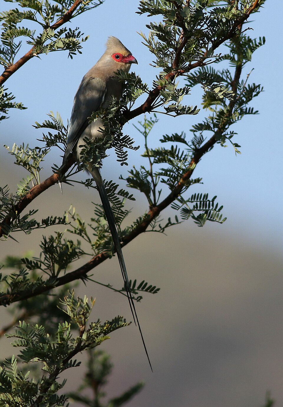 Red-faced Mousebird