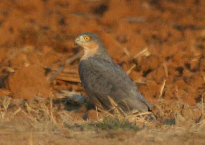 Rufous-breasted Sparrowhawk