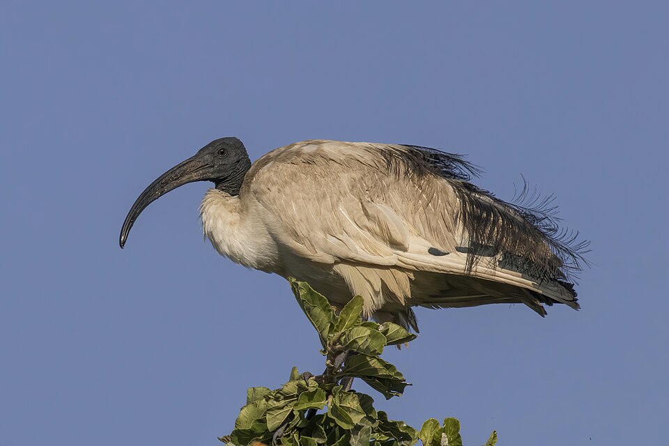 Sacred Ibis