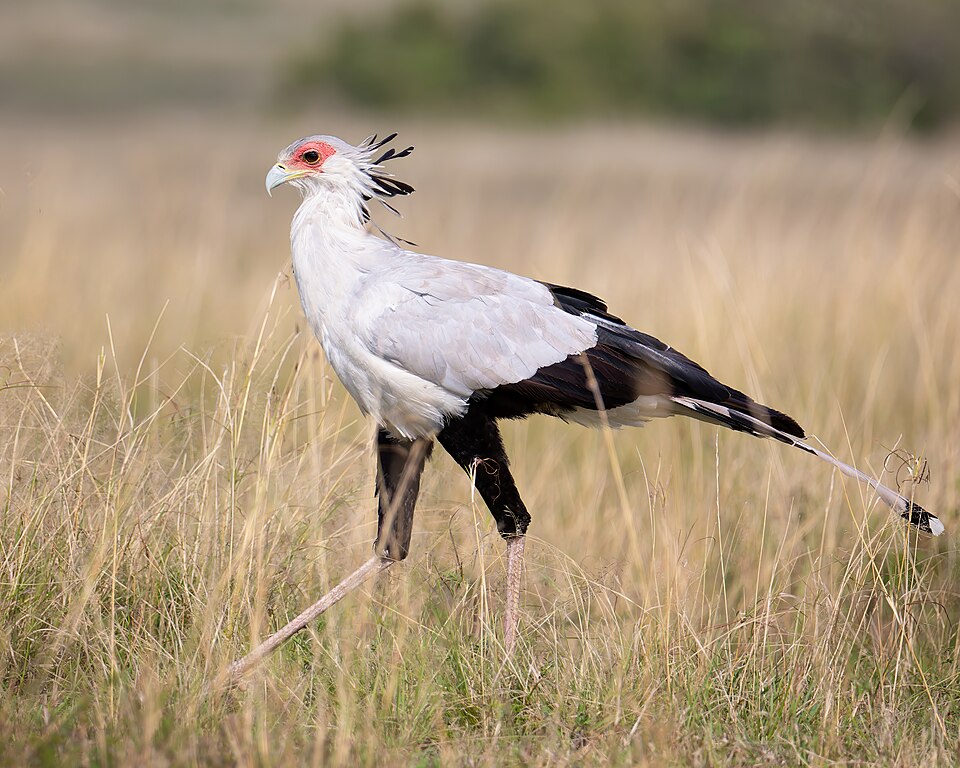 Secretary Bird