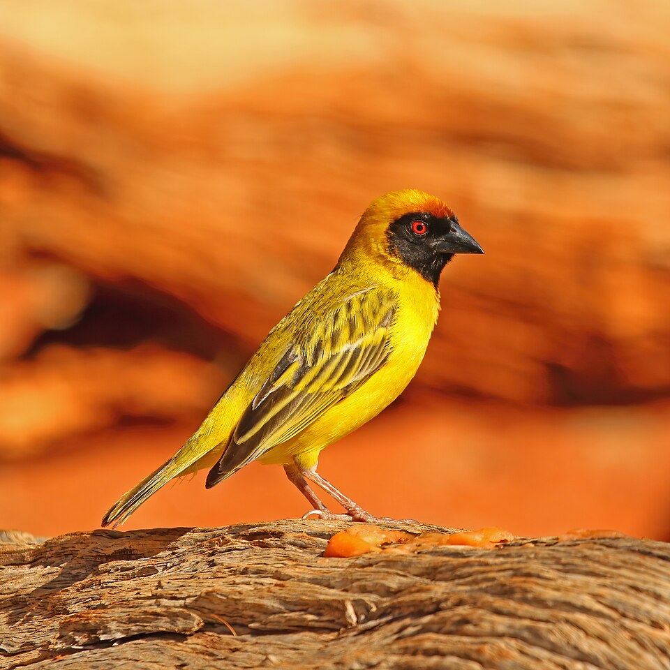 Southern Masked Weaver