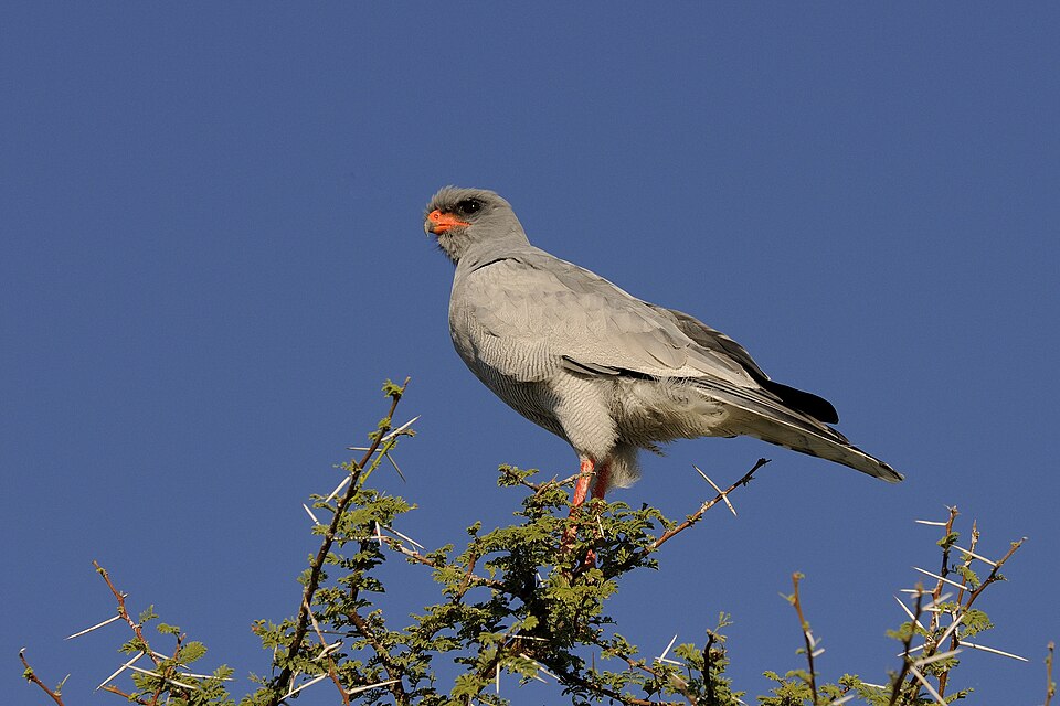 Southern Pale Chanting Goshawk