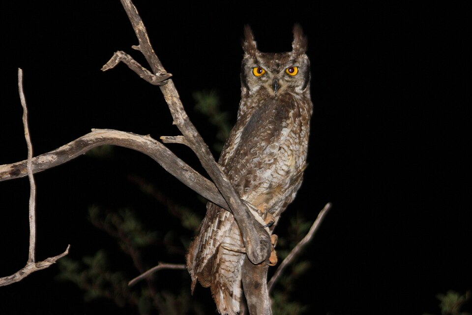 Spotted Eagle Owl
