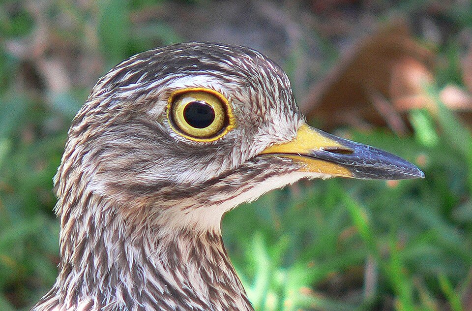 Spotted Thick-knee