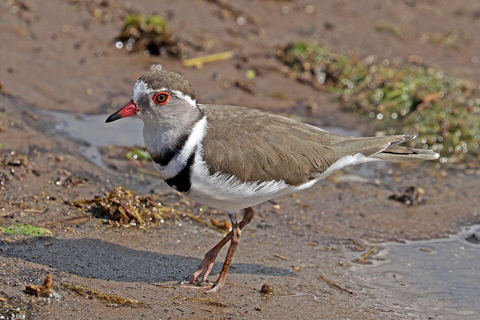 Three-banded Plover