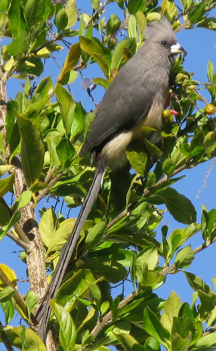 White-backed Mousebird