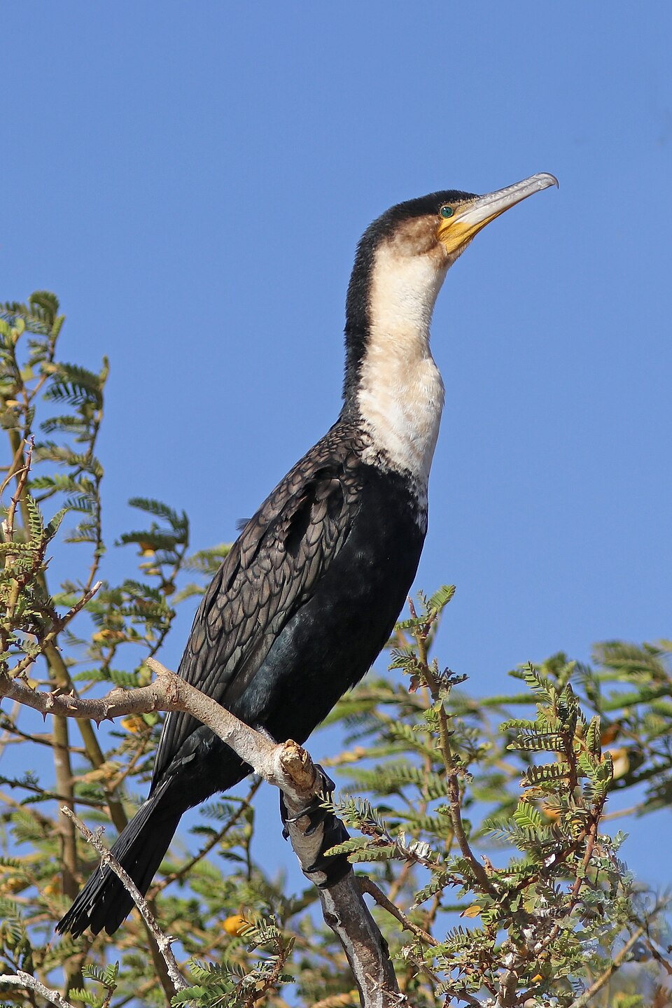 White-breasted Cormorant
