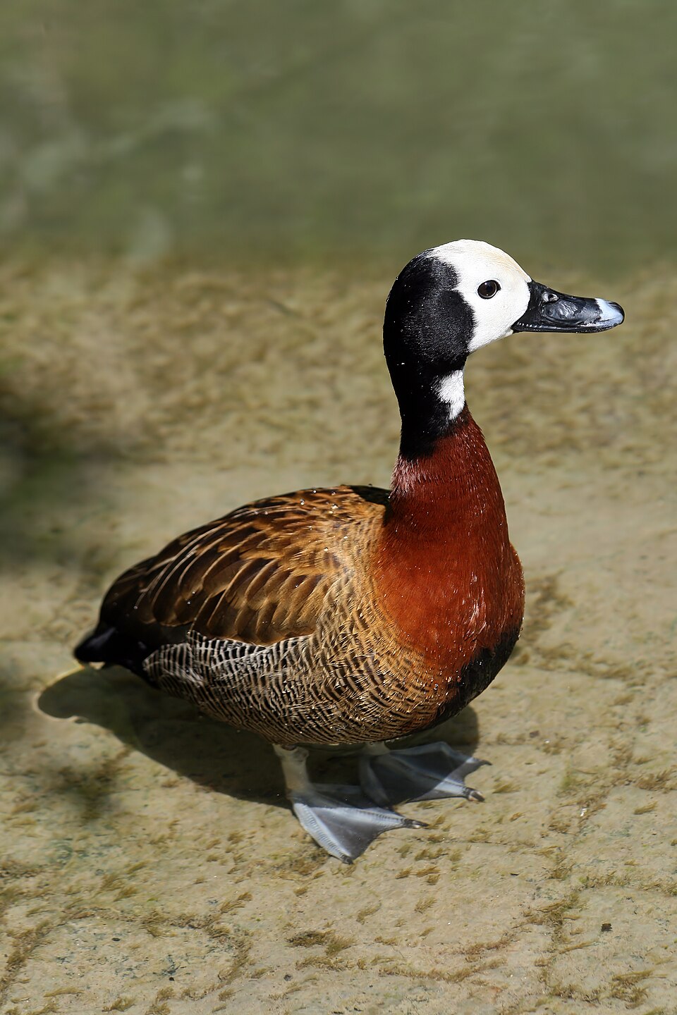 White-faced Duck