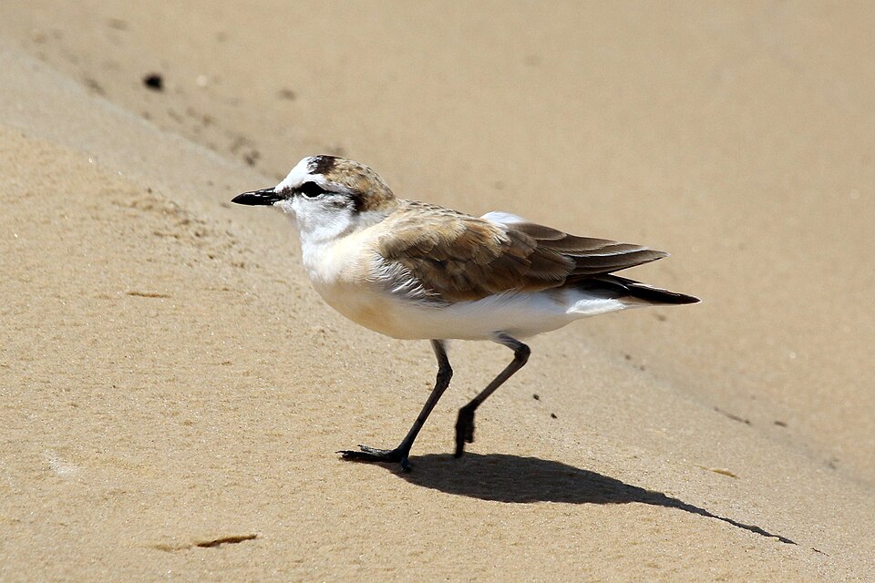 White-fronted Plover