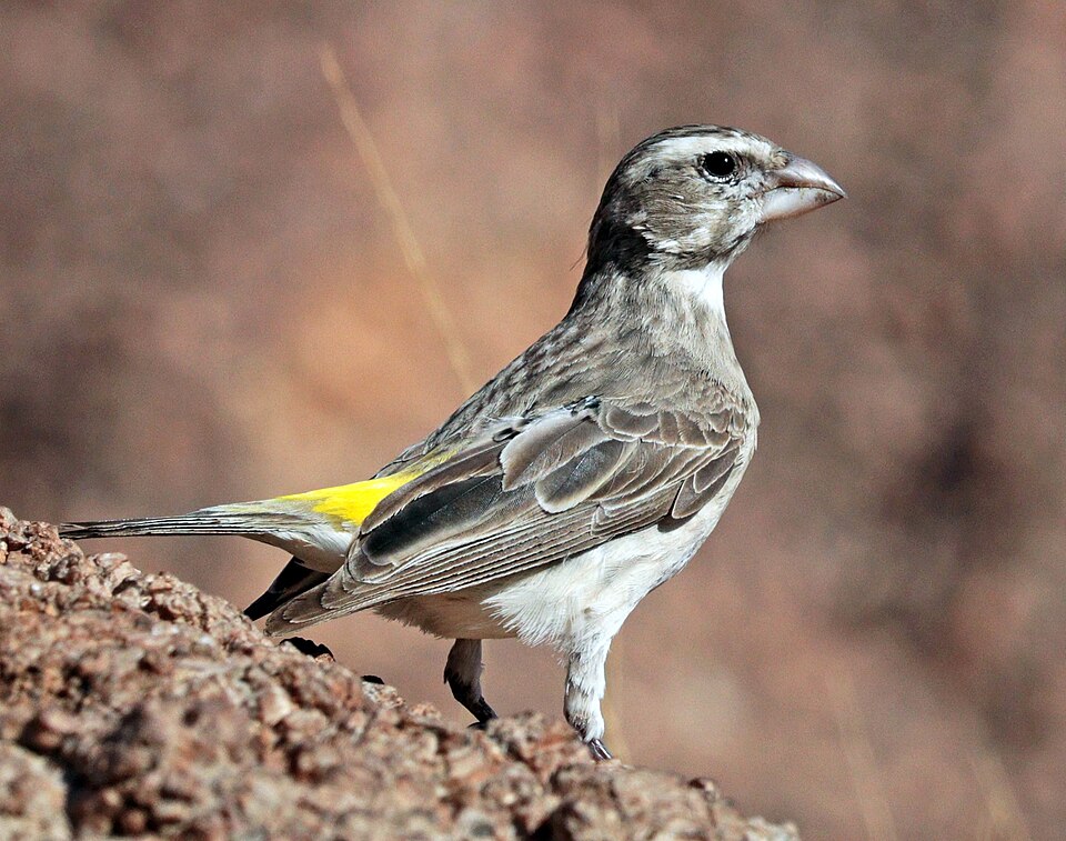 White-throated Canary