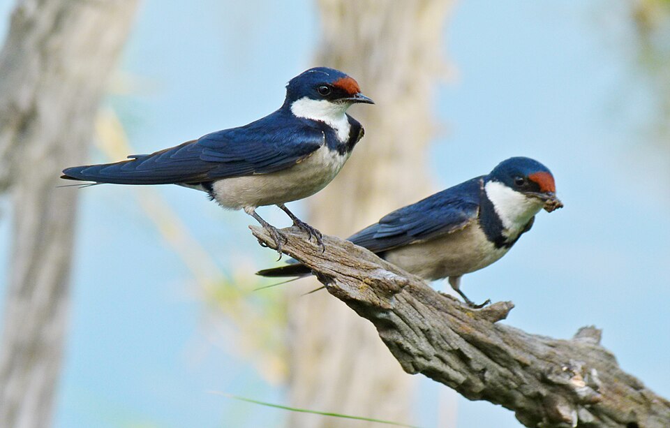 White-throated Swallow