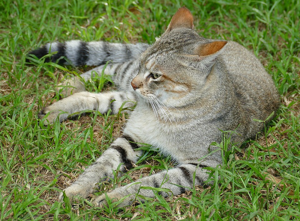 African Wild Cat