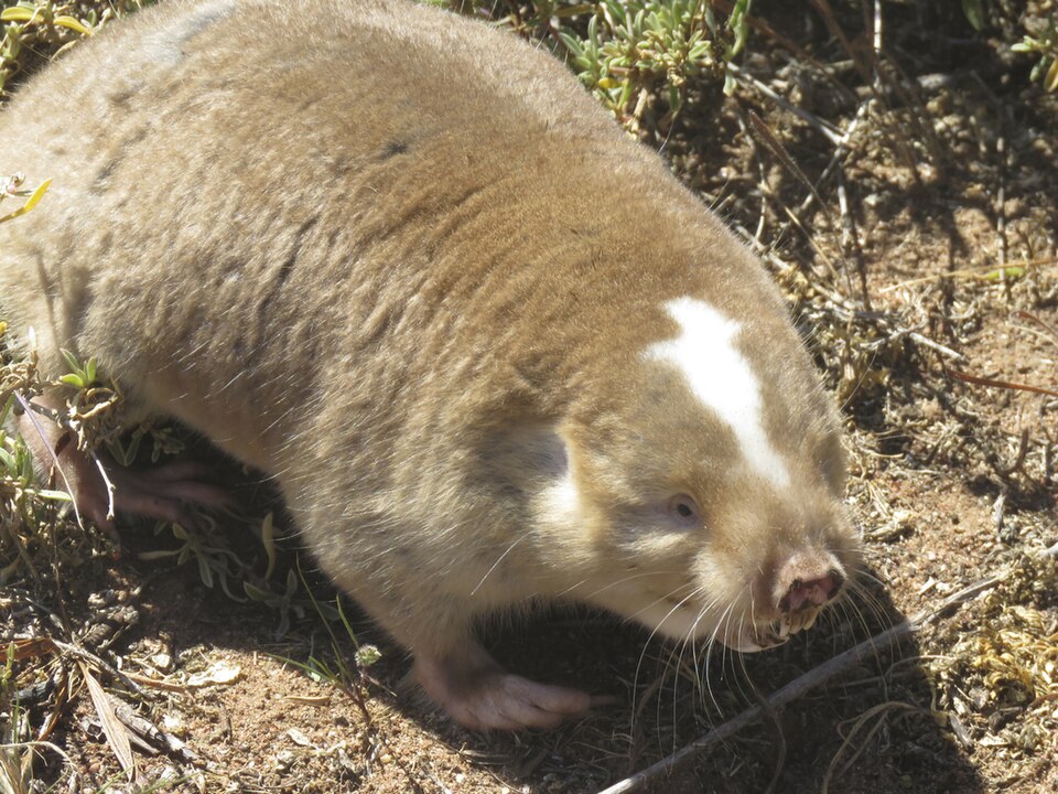 Cape Dune Mole Rat