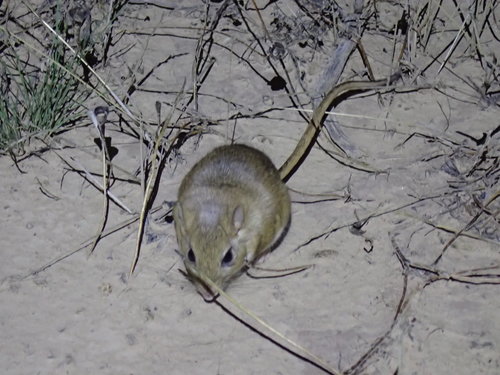 Cape Gerbil