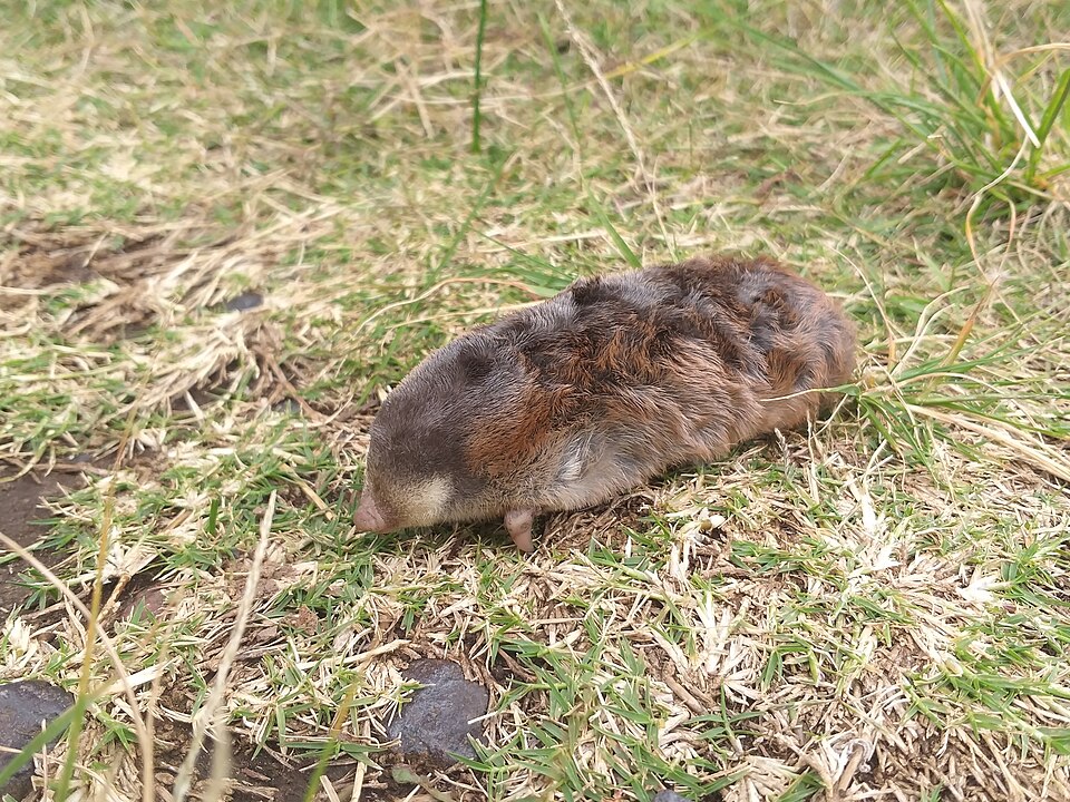 Cape Golden Mole