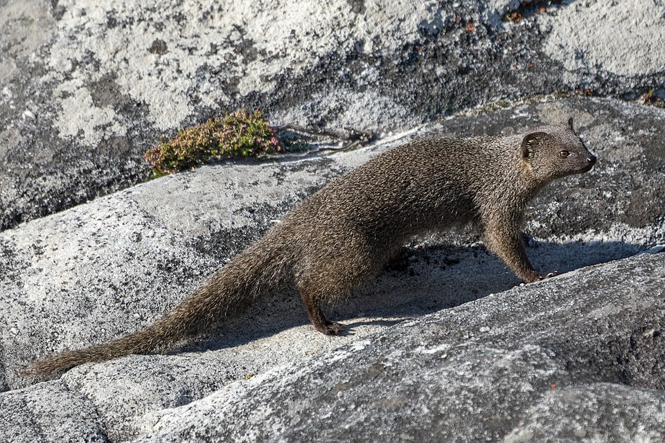 Cape Grey Mongoose
