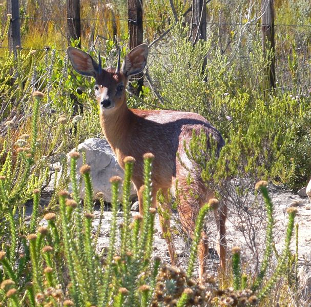 Cape Grysbok