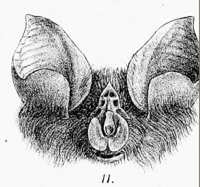 Cape Horseshoe Bat