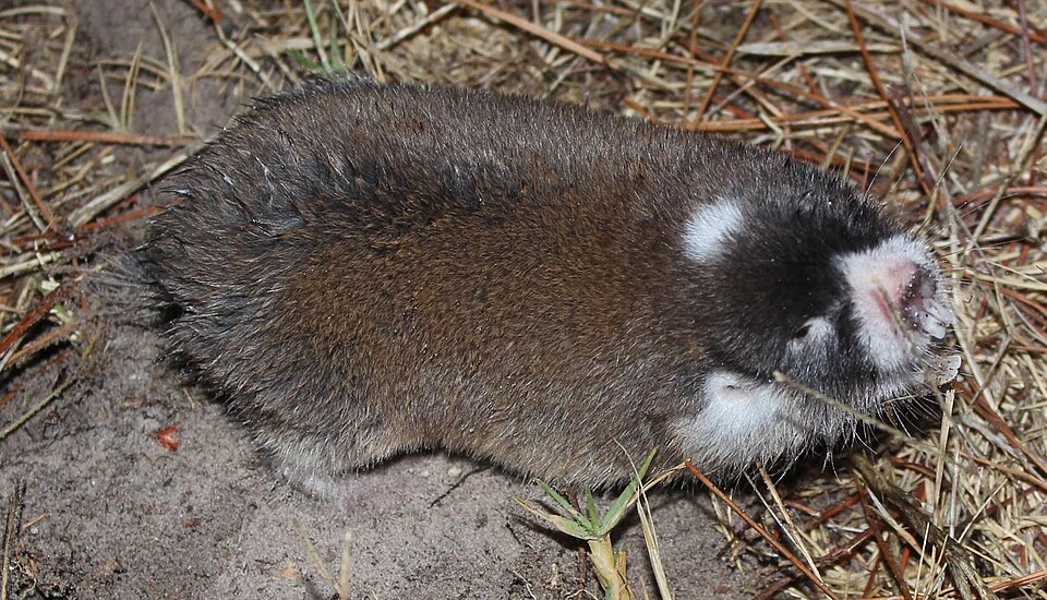 Cape Mole Rat