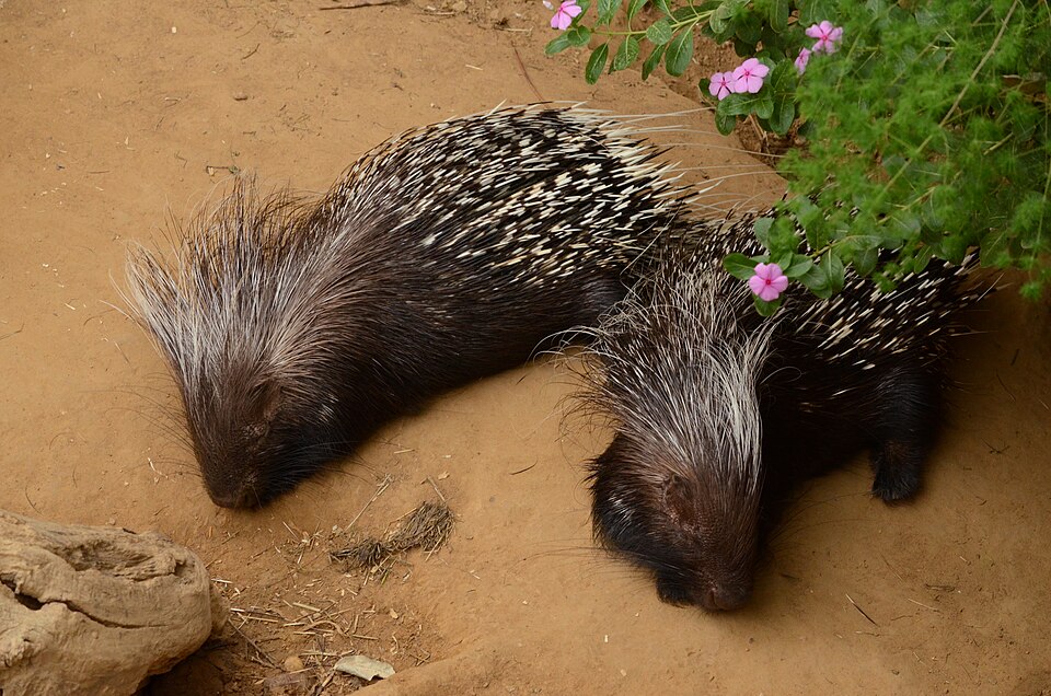 Cape Porcupine