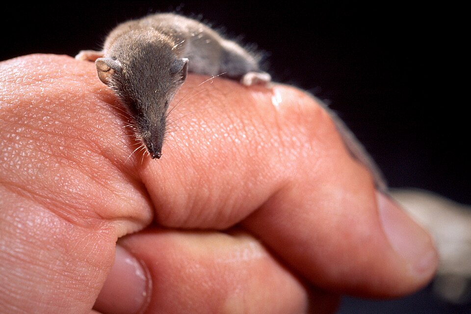 Forest Shrew