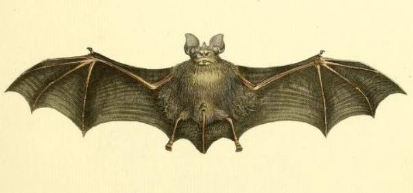 Geoffroy's Horseshoe Bat