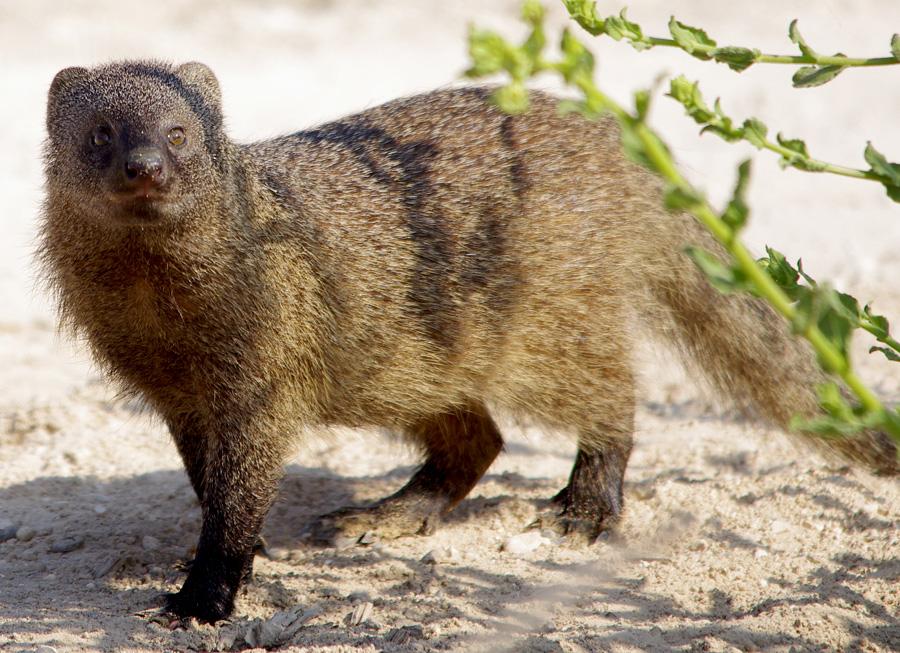 Large Grey Mongoose