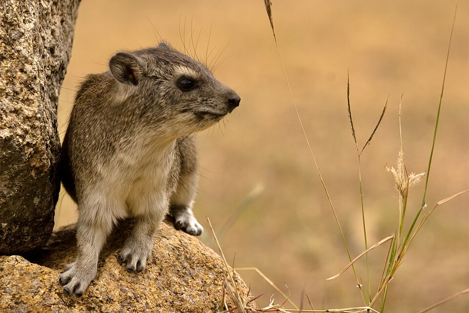 Rock Hyrax