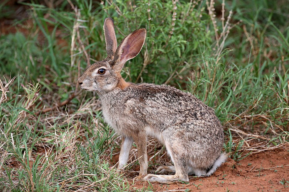 Scrub Hare