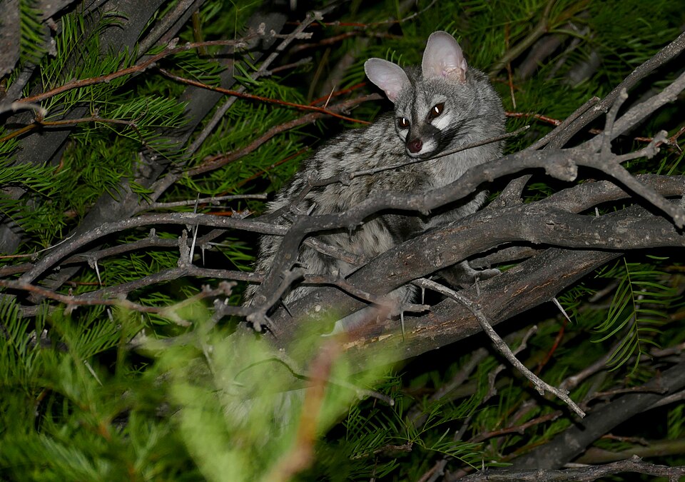 Small-Spotted Genet