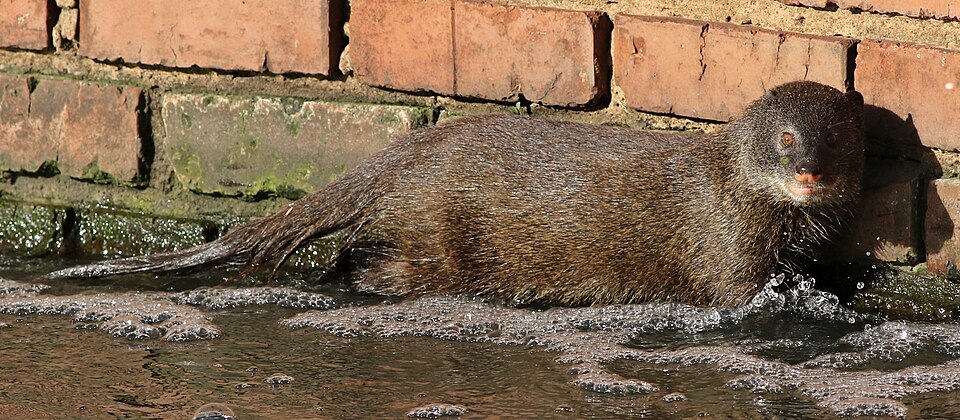 Water Mongoose