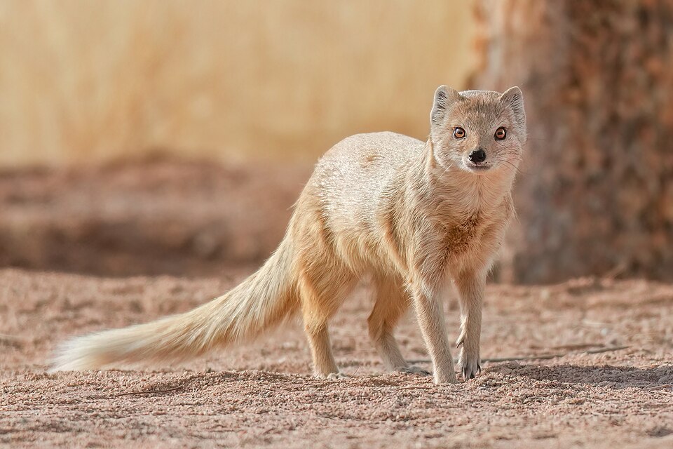 Yellow Mongoose
