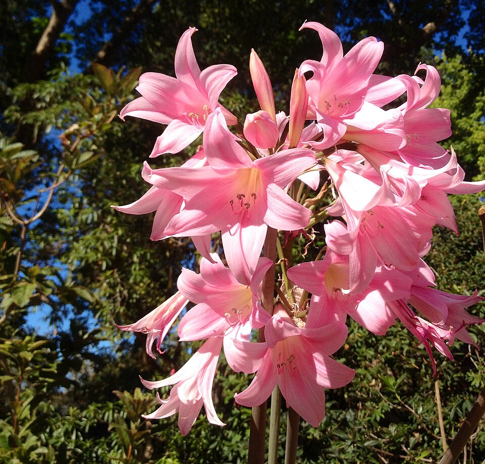 Belladonna Lily