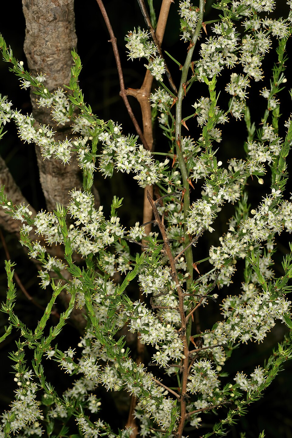 Bush Asparagus
