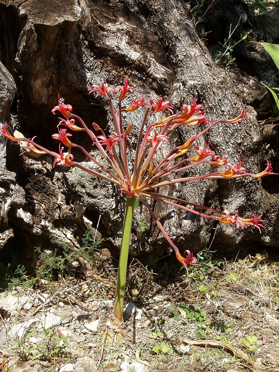 Candelabra Lily