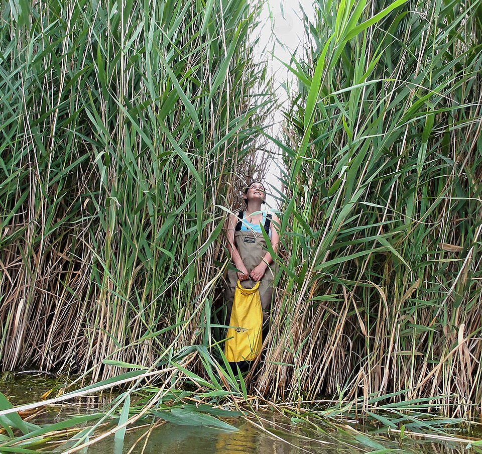 Common Reed