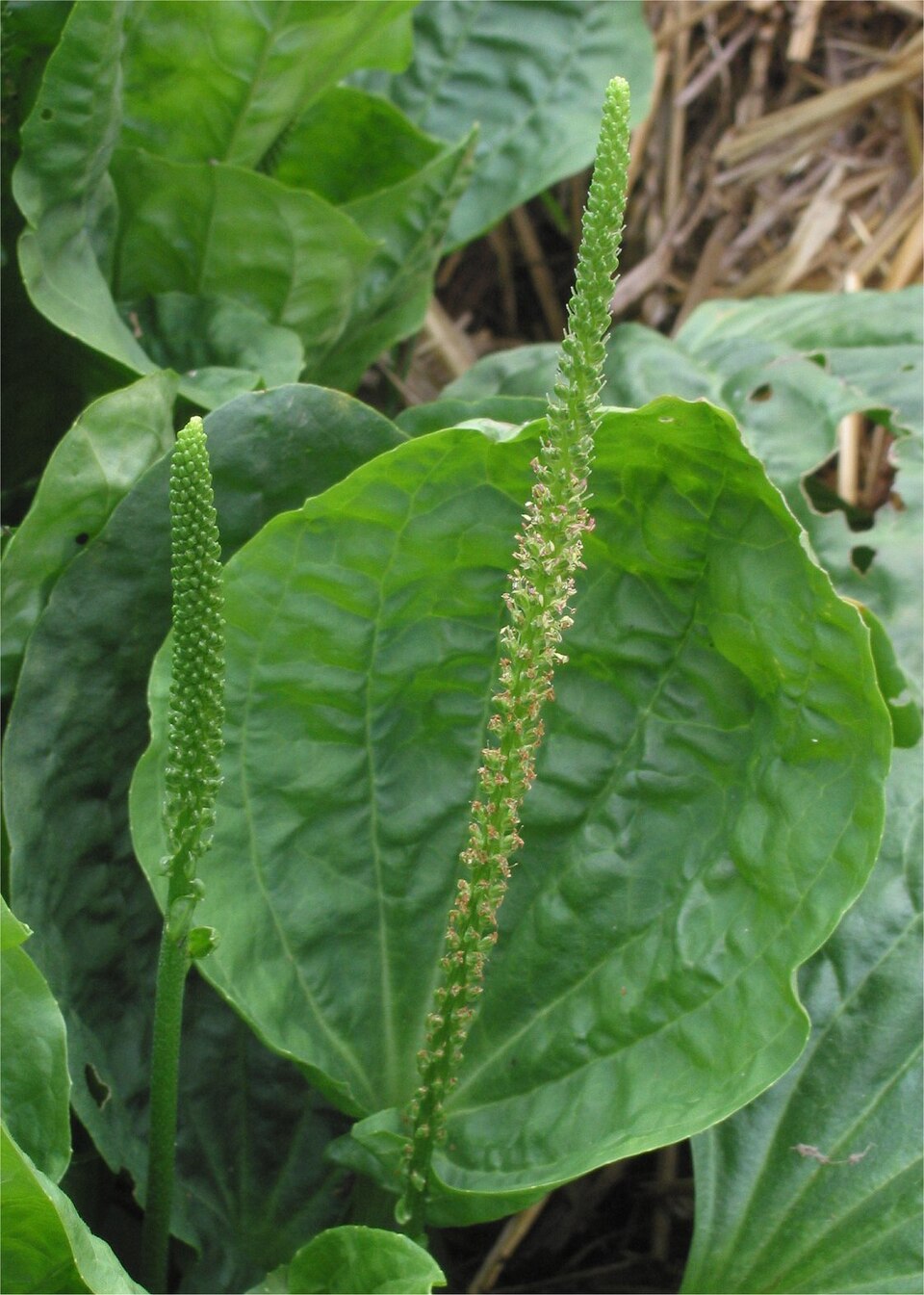 Hairy Plantago