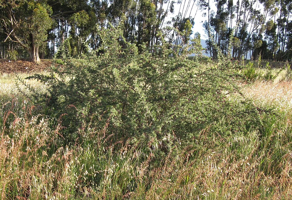 Kraal Honey Thorn