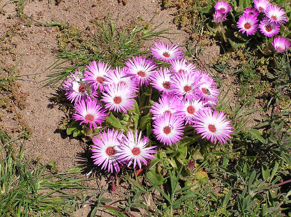 Livingstone Daisy