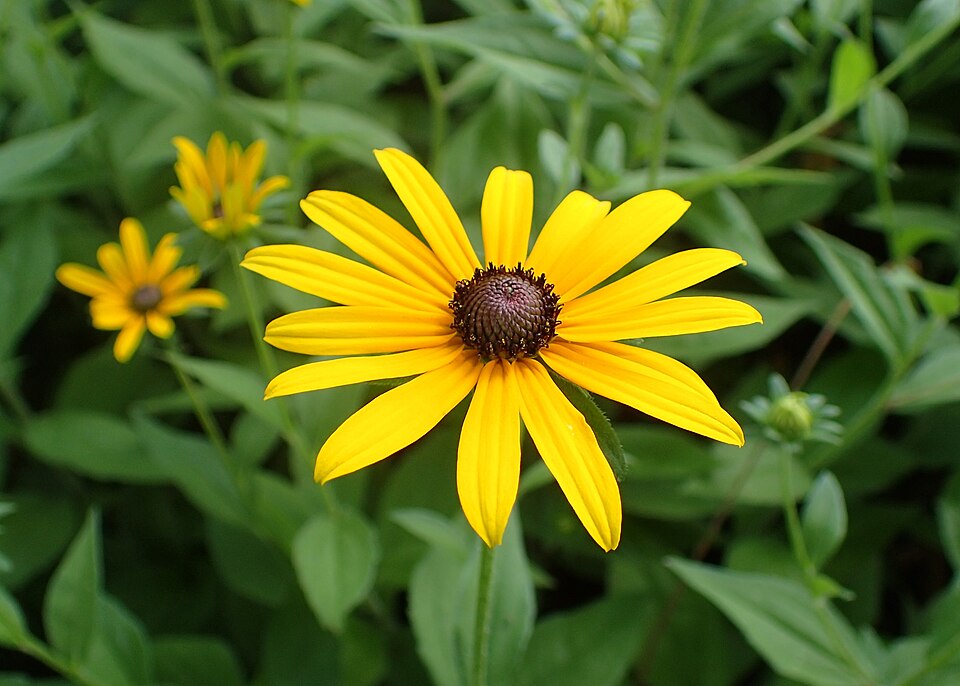 Ox-Eye Daisy