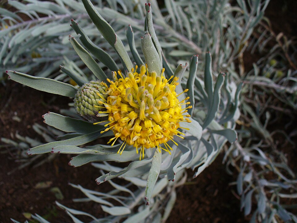 Saldanha Pincushion