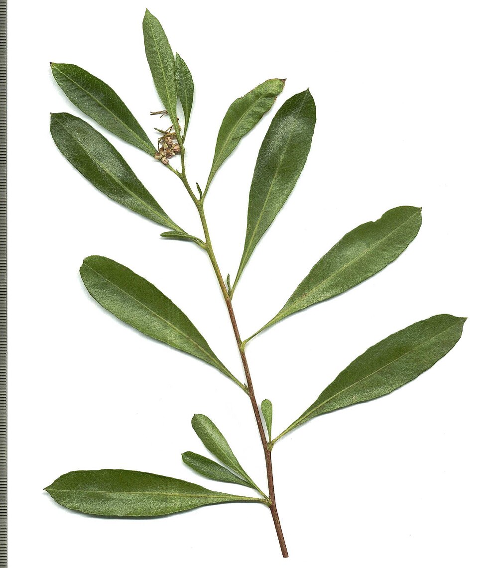 Sand Olive