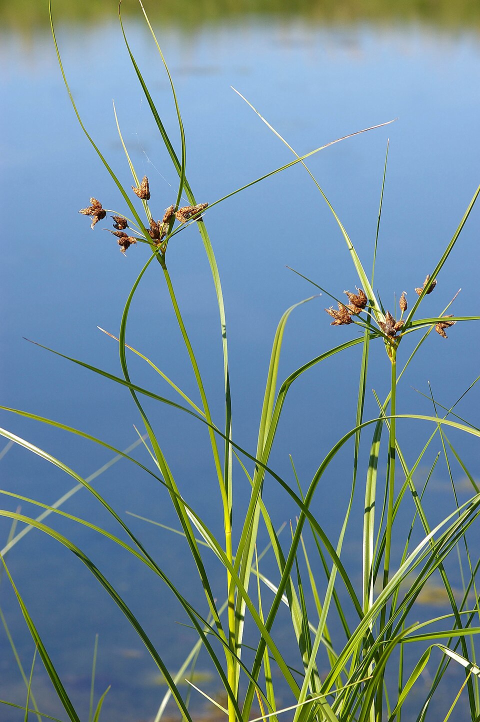Sea Clubrush