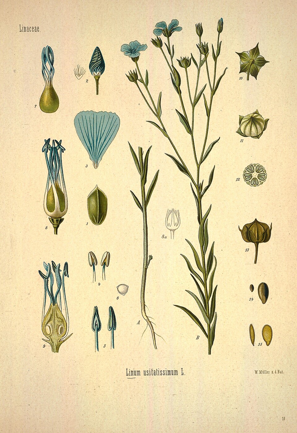 Wild Flax