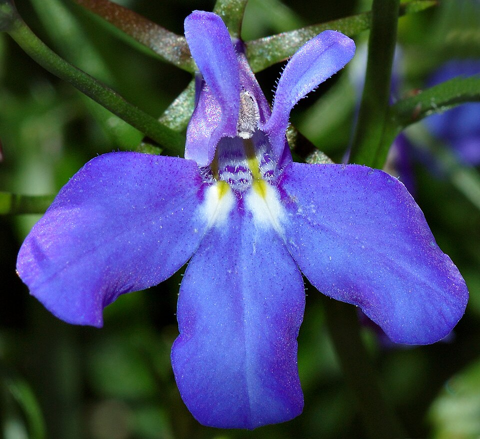 Wild Lobelia