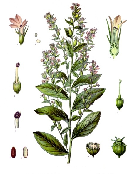 Yellow Lobelia